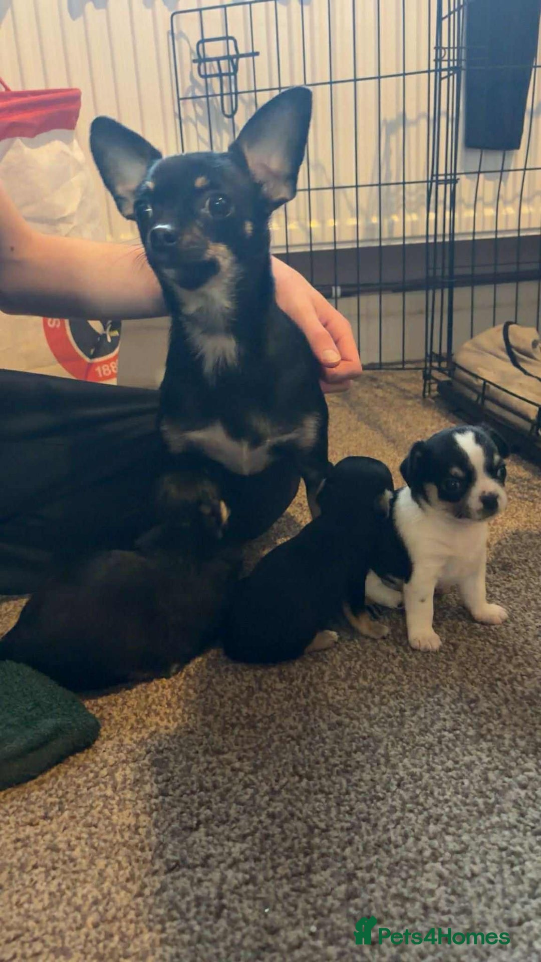 Chihuahua dogs for sale: Chihuahua pups. - Advert 8