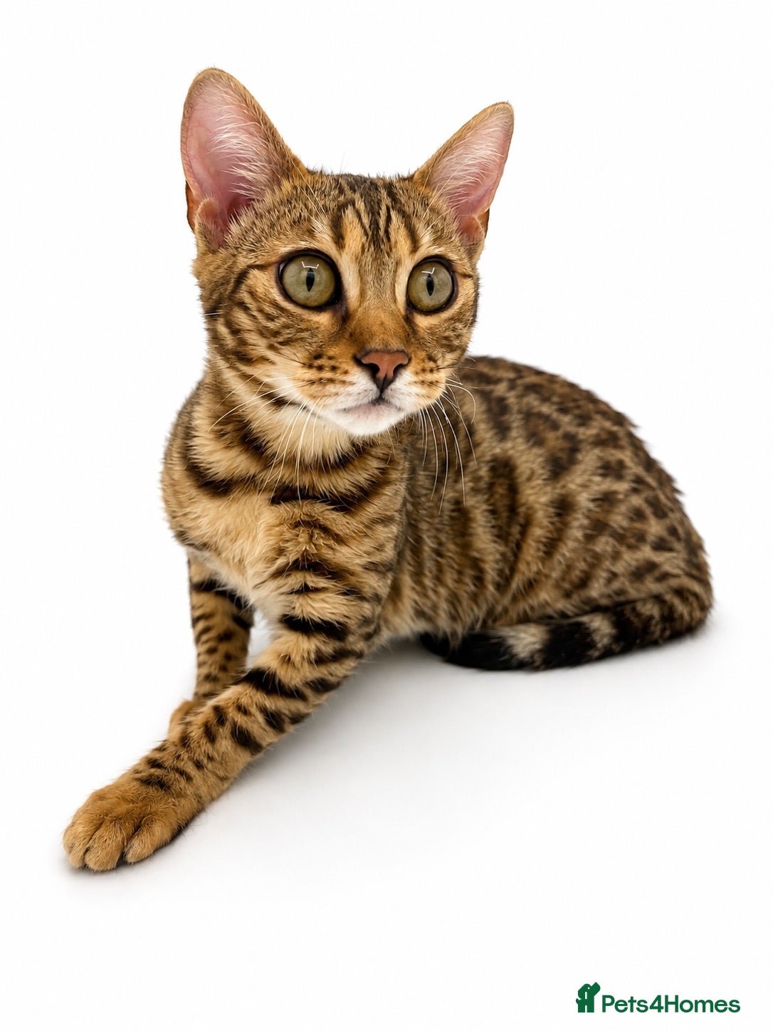 Bengal cats 🐆F6 Pedigree Bengal Kittens | TICA Registered - Advert 5
