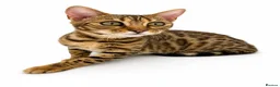 Bengal cats for sale: 🐆F6 Pedigree Bengal Kittens | TICA Registered in Leeds - Advert 1