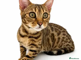 Bengal cats 🐆F6 Pedigree Bengal Kittens | TICA Registered - Advert 2