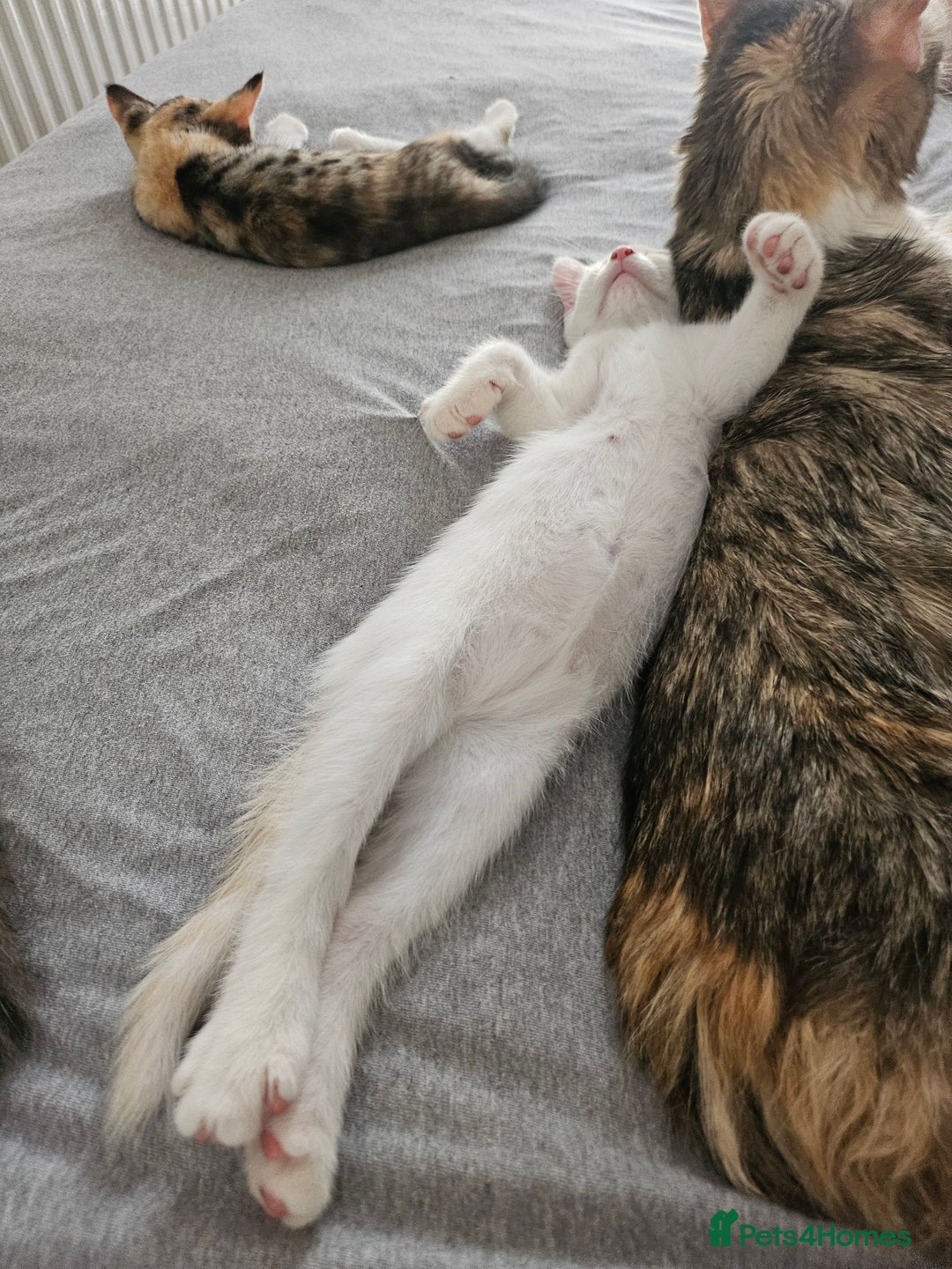 Mixed Breed cats for sale: White kitten  - Image 12