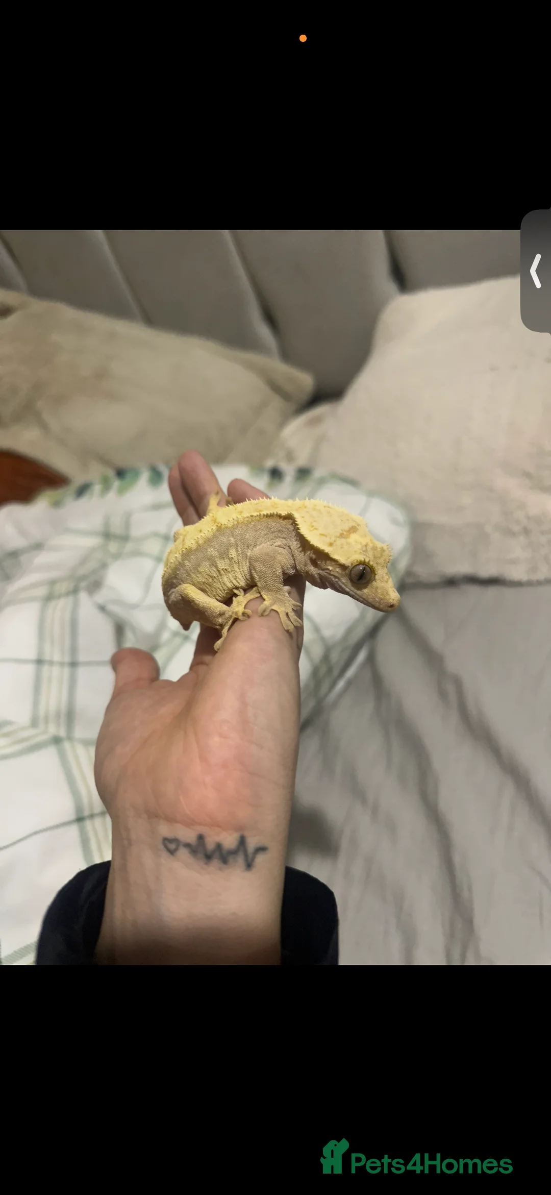Gecko reptiles for sale: Beautiful female crested gecko - Advert 1
