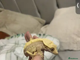 Gecko reptiles Beautiful female crested gecko - Advert 3