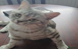 British Shorthair cats for sale: Beautiful gccf registered bsh kittens  - Image 19