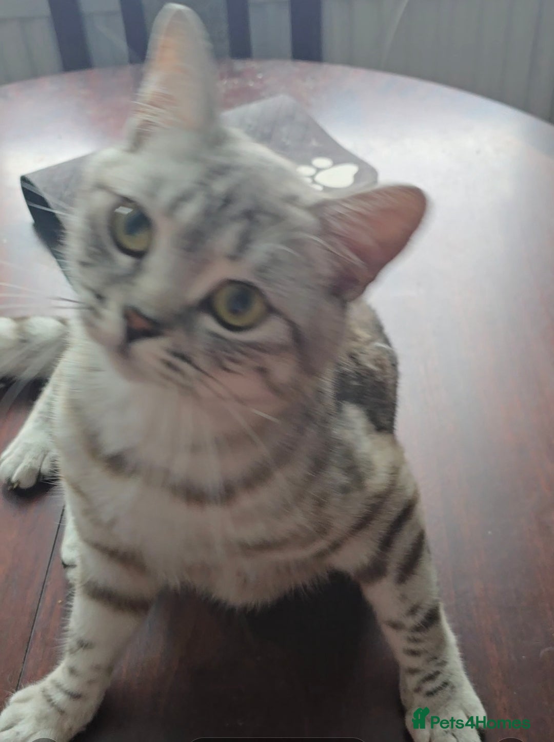 British Shorthair cats for sale: Beautiful gccf registered bsh kittens  - Image 19