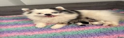 Pomeranian dogs for sale: Unique Parti tan Merle blue eye 💎 - Advert 12