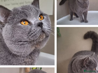 British Shorthair cats - Advert 20