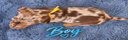 Miniature Dachshund dogs for sale: ❤️KC registered 8 Miniature Dachshund Puppies ❤️ - Advert 15