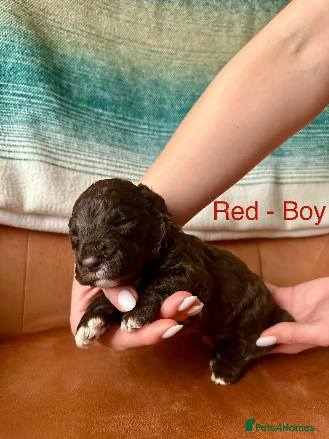 Lagotto Romagnolo dogs for sale: Lagotto Romagnolo Puppies  - Advert 13