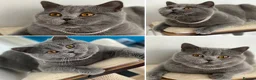 Brazilian Shorthair cats for sale: Beautiful bsh kittens blue and lilac - Advert 9