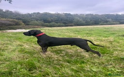 Great Dane dogs for stud: Solid Black Great Dane Stud KC Reg & Health tested - Advert 2