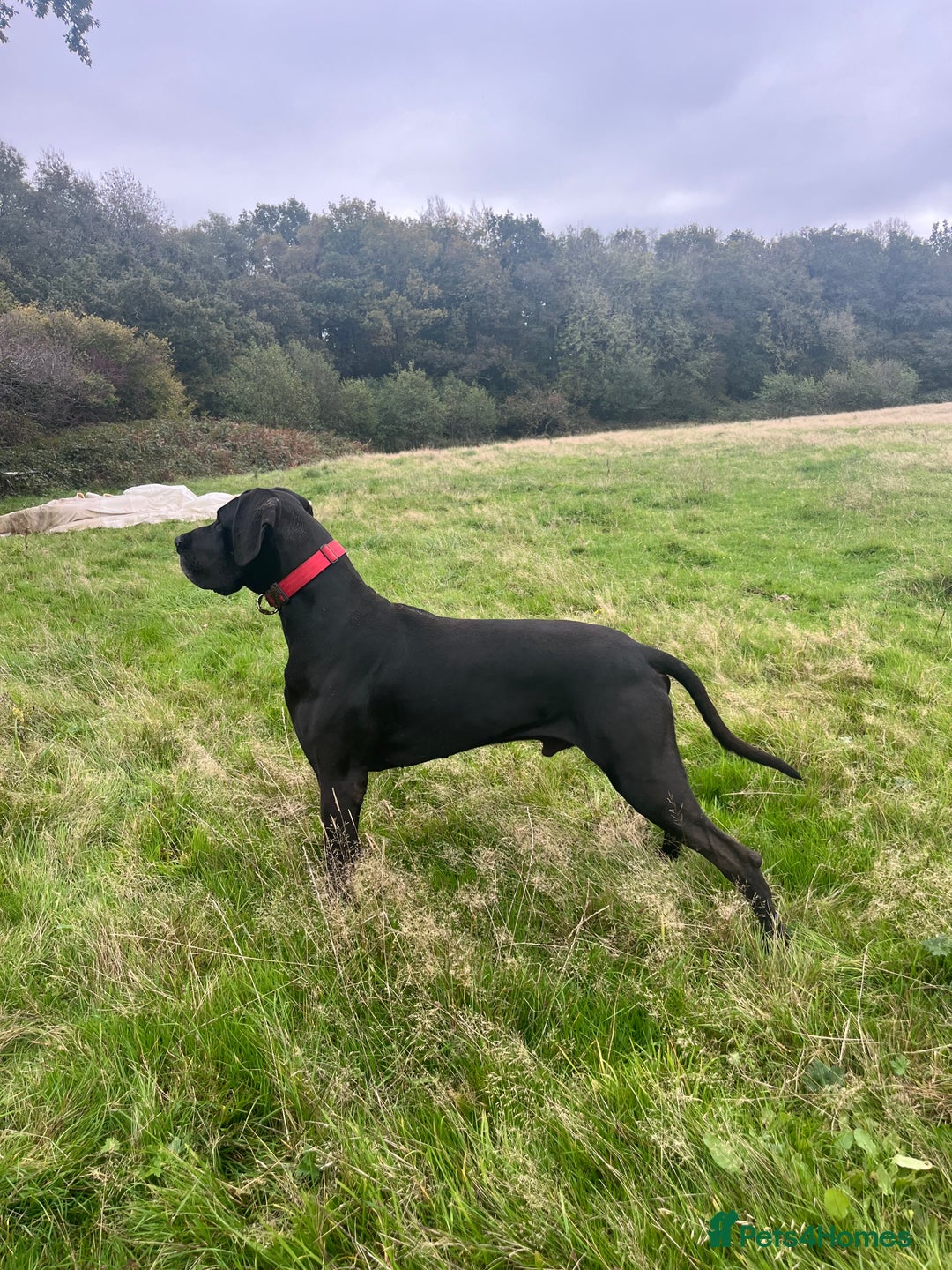 Great Dane dogs for stud: Solid Black Great Dane Stud KC Reg & Health tested - Advert 2