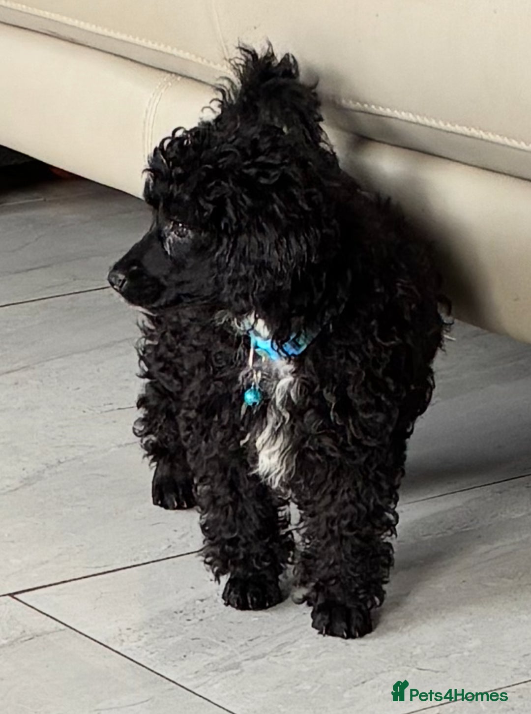Miniature Poodle dogs for sale: Cavapoo poodle  - Image 11