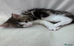 Mixed Breed cats for sale: Cute kittens looking for nice home  - Image 5