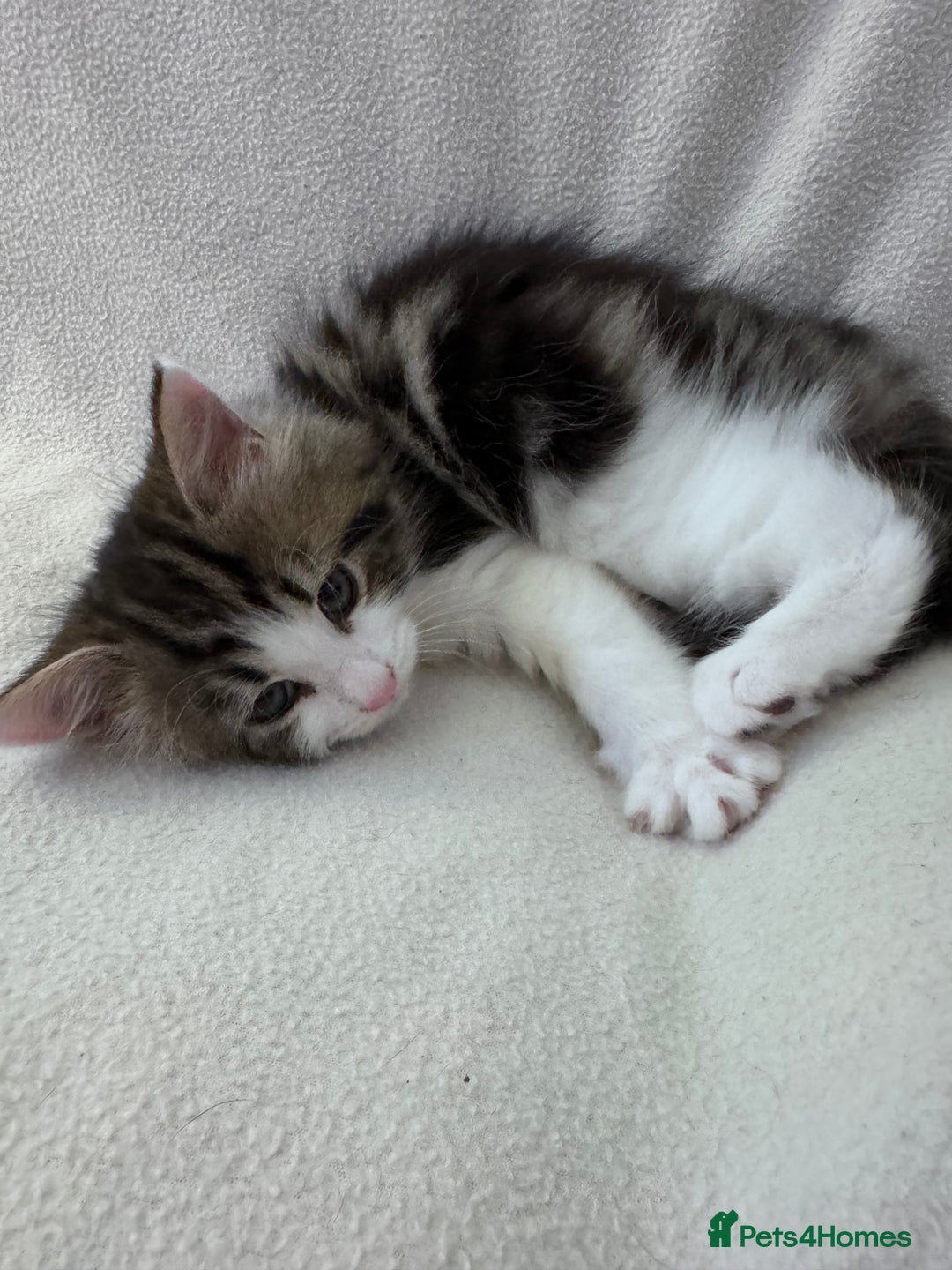 Mixed Breed cats for sale: Cute kittens looking for nice home  - Image 5