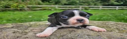 Boston Terrier dogs for sale: Two little cuties from our farm - Advert 4