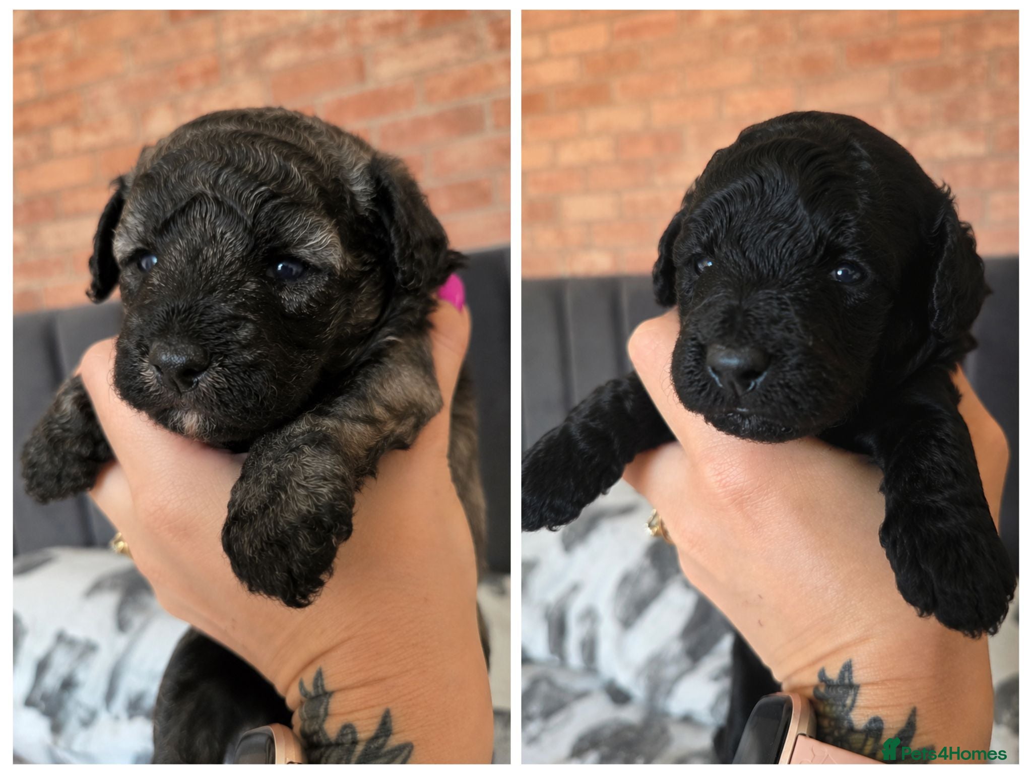 Toy Poodle dogs KC registered Toy Poodle Puppies - Advert 2