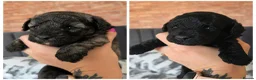 Toy Poodle dogs for sale: KC registered Toy Poodle Puppies - Advert 2