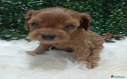 Cavapoo dogs for sale: Gorgeous red toy cavapoos  - Advert 7
