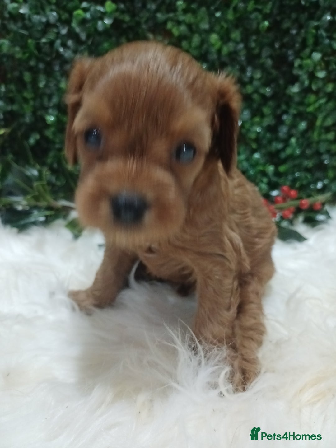 Cavapoo dogs for sale: Gorgeous red toy cavapoos  - Advert 7
