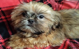 Shih Tzu dogs for sale: Half Imperial Shihtzu Pups (Karashishi Lines)  - Image 5