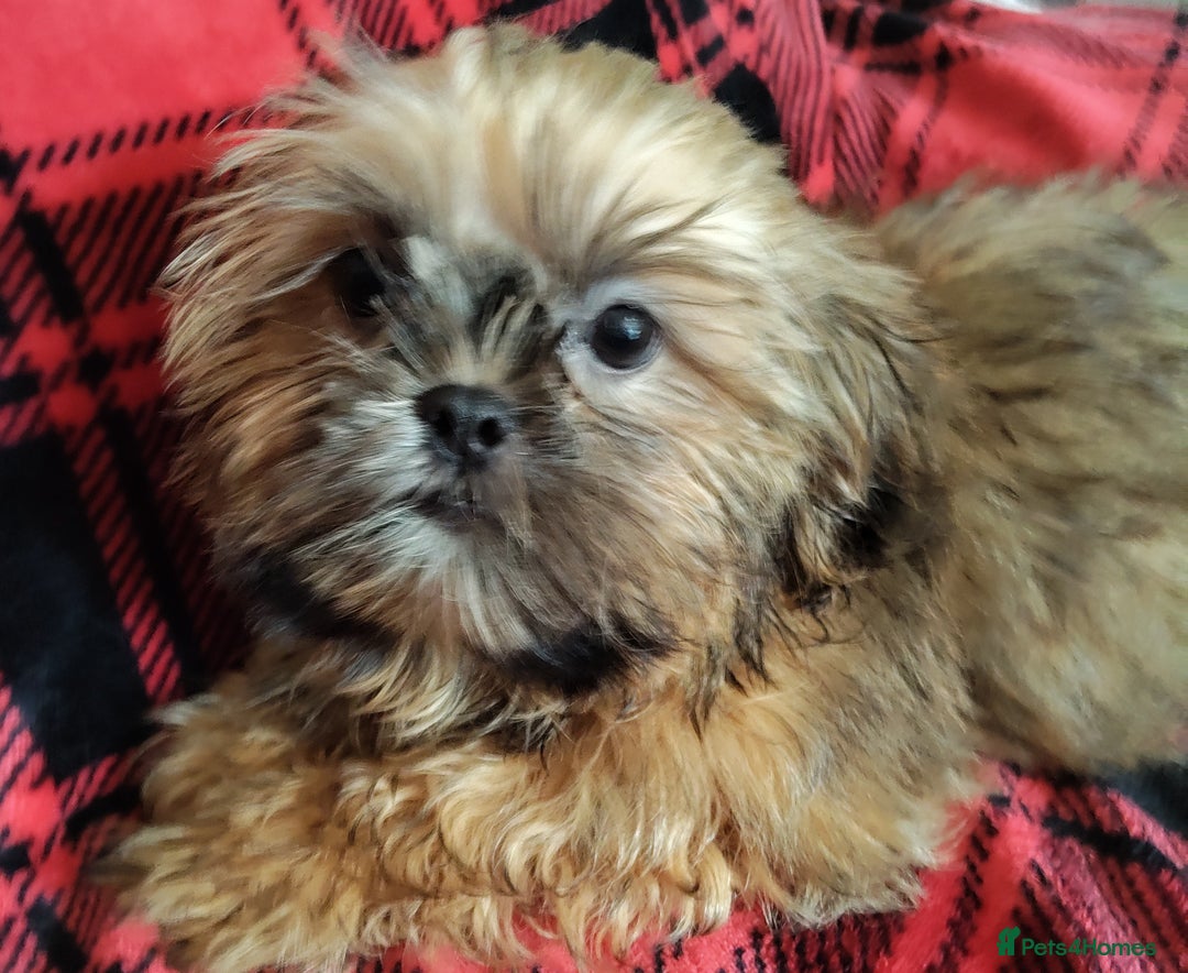 Shih Tzu dogs for sale: Half Imperial Shihtzu Pups (Karashishi Lines)  - Image 5