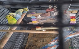 Budgerigars birds for sale: 4 budgies and cage - Image 2