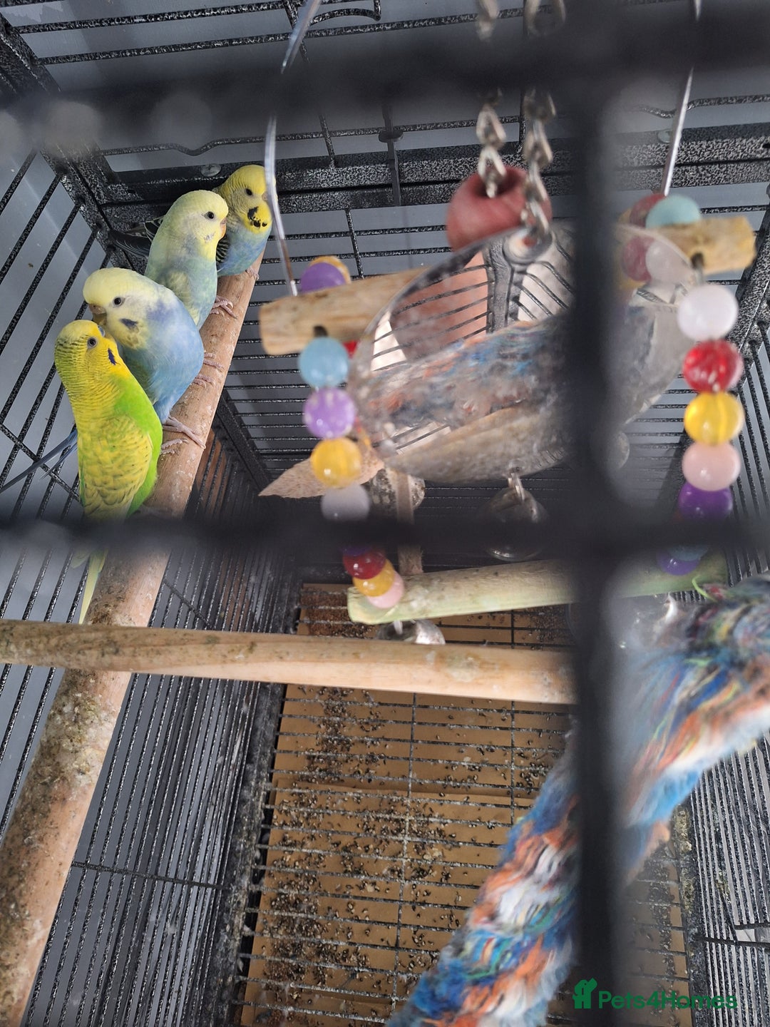 Budgerigars birds for sale: 4 budgies and cage - Image 2