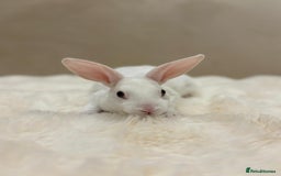 Rex rabbits for sale: Beautiful Mini Rex available to reserve🏡🤍 - Image 8