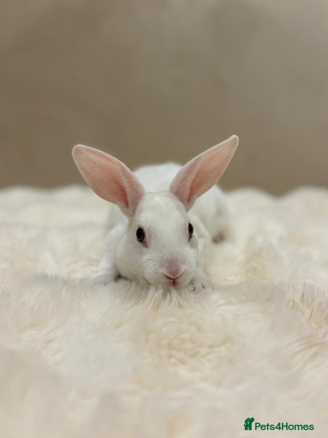 Rex rabbits for sale: Beautiful Mini Rex available to reserve🏡🤍 - Image 8