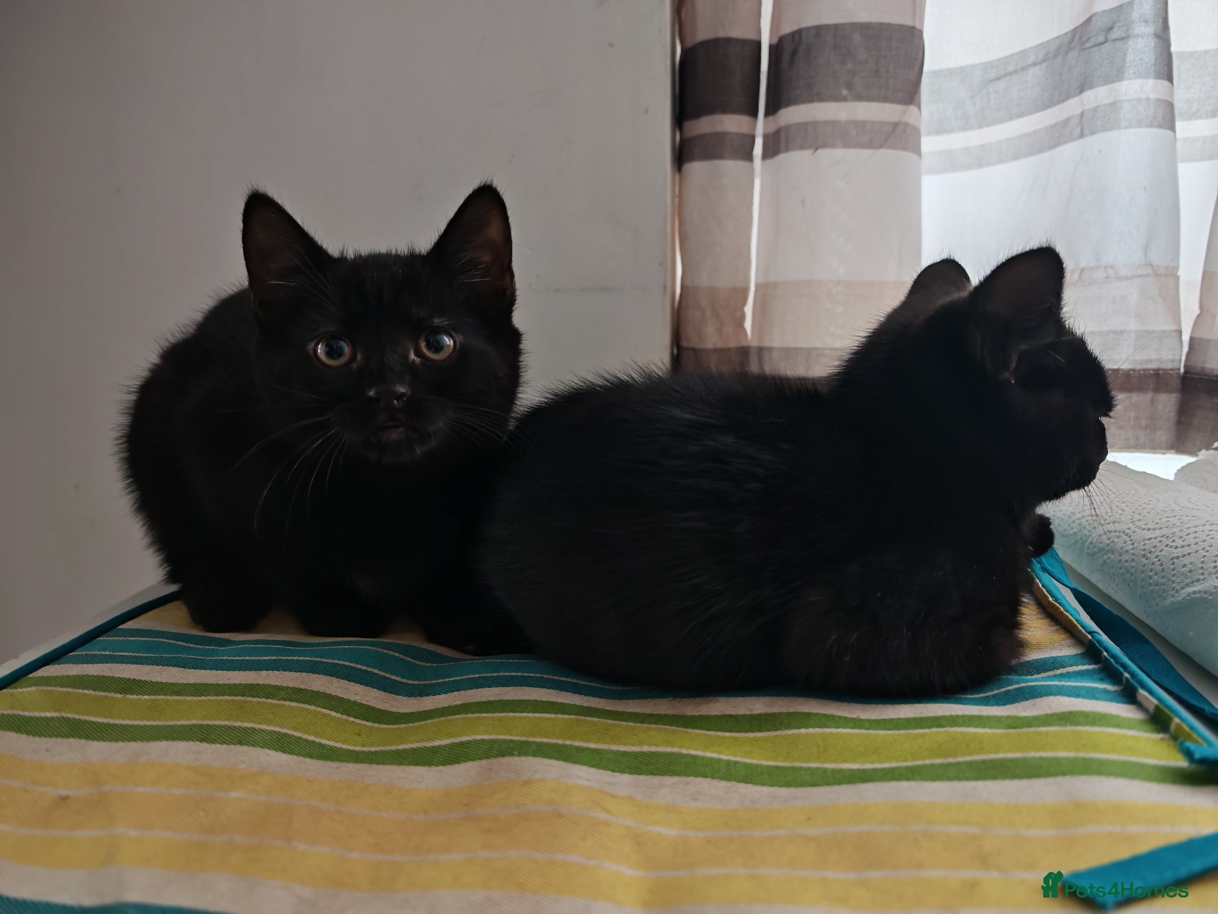 Domestic Shorthair cats Two Black Panthers - Advert 6