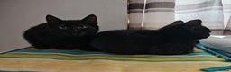 Domestic Shorthair cats for sale: Little Tigger and Two Black Panthers - Advert 2