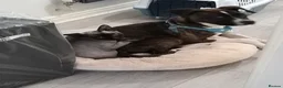 Mixed Breed dogs for sale: Staffordshire Bull Terrier x American Bulldog Pup in Manchester - Advert 4