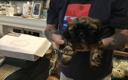 Shih Tzu dogs for sale: Tiny Imperial Shihtzu  Puppies  - Image 4