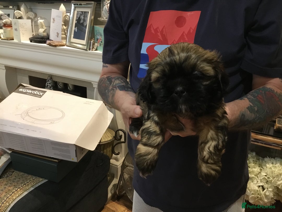 Shih Tzu dogs for sale: Tiny Imperial Shihtzu  Puppies  - Image 4