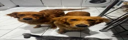 Golden Retriever dogs for sale: Fantastic golden retriever  - Advert 13