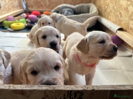 Golden Retriever dogs Golden retriever puppies - Advert 3