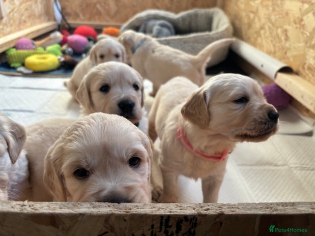 Golden Retriever dogs - Advert 1