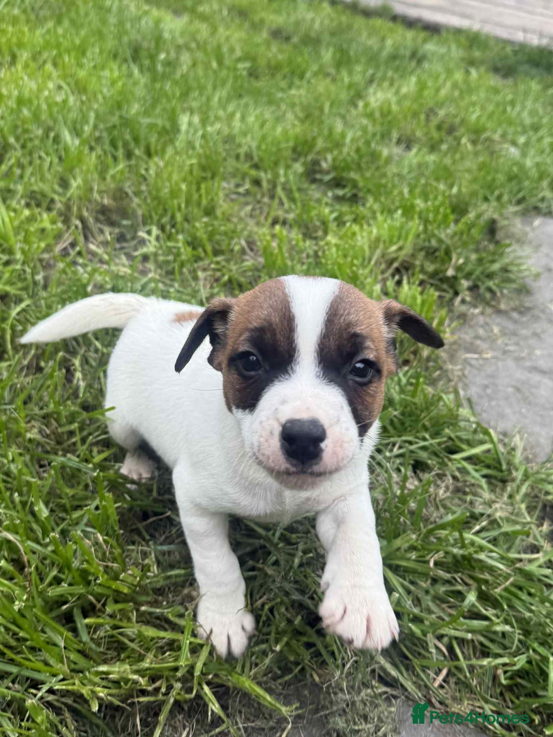 Jack Russell dogs for sale: Two lovely male Jack russel puppies  - Image 6
