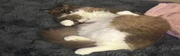 Ragdoll cats for sale: TICA reg. Mink Ragdoll Girl 3 Years Old - Advert 8