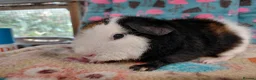 Guinea Pig rodents for sale: Baby Boars In Different Breeds  - Advert 3