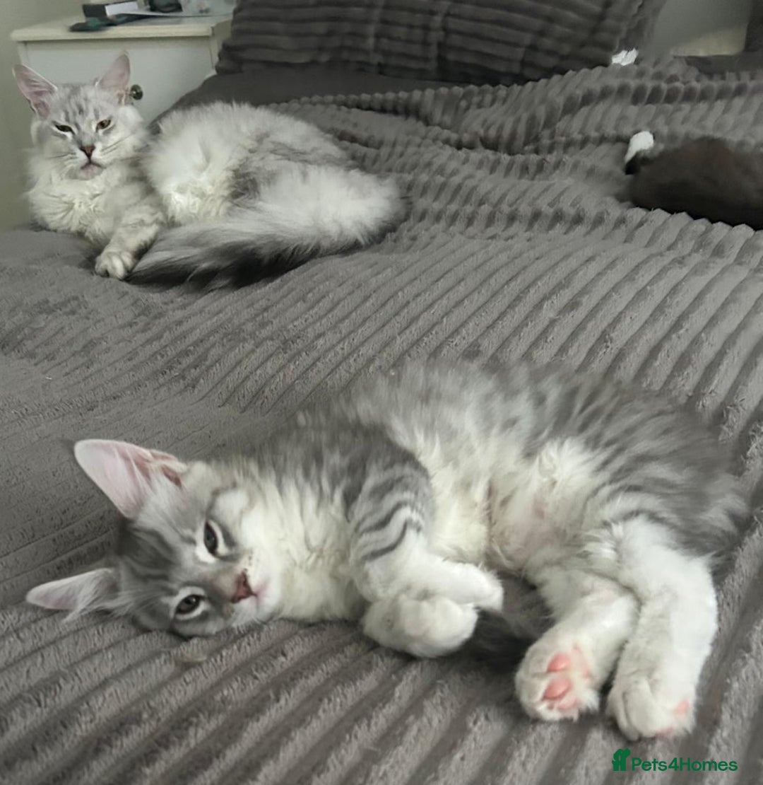 Maine Coon cats for sale: Gorgeous TICA Maine Coon Kittens - Advert 9