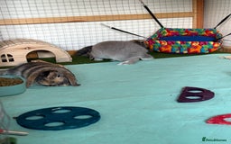 Mini Lop rabbits for sale: 3 x Mini Lops for sale - Image 6