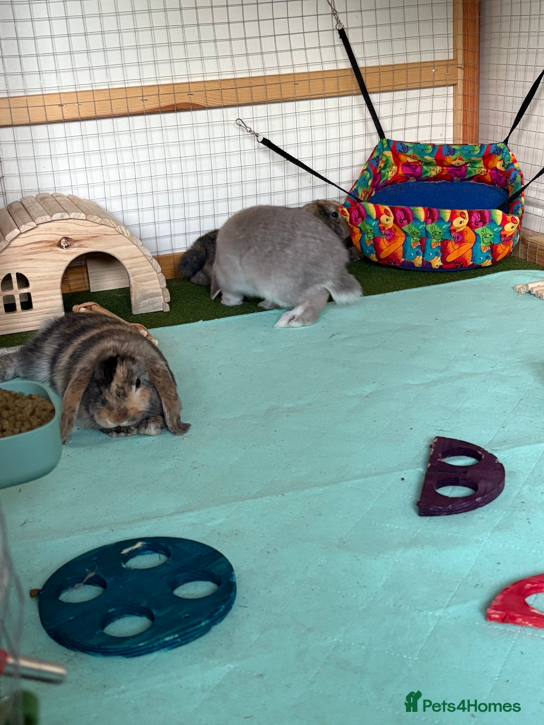 Mini Lop rabbits for sale: 3 x Mini Lops for sale - Image 6