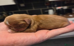 Cavalier King Charles Spaniel dogs for sale: Beautiful ruby ckcs puppies - Advert 10