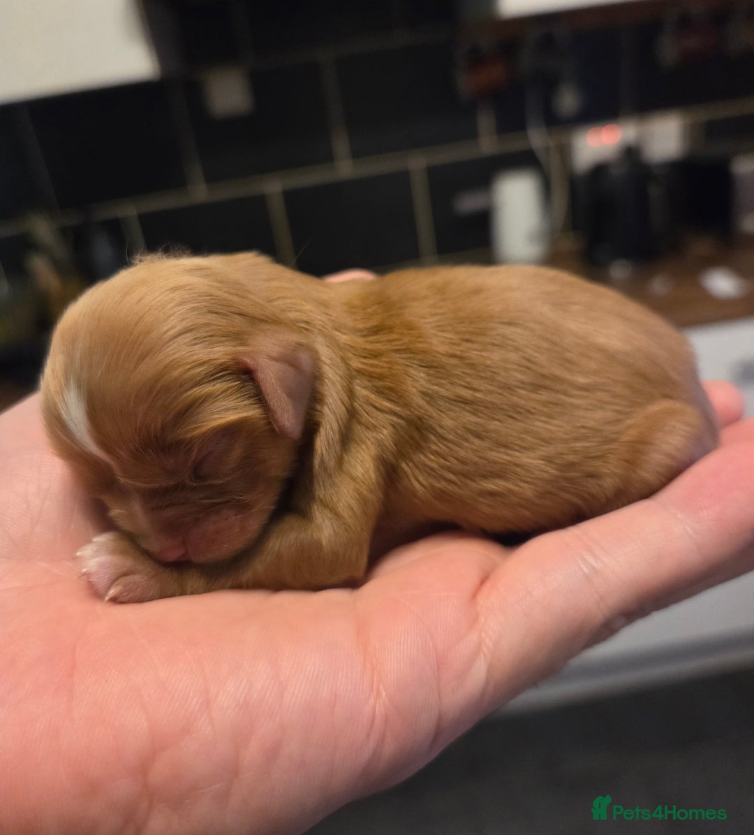 Cavalier King Charles Spaniel dogs for sale: Beautiful ruby ckcs puppies - Advert 10