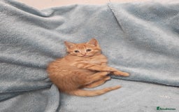 Mixed Breed cats for sale: Beautiful kittes Videos - Advert 3