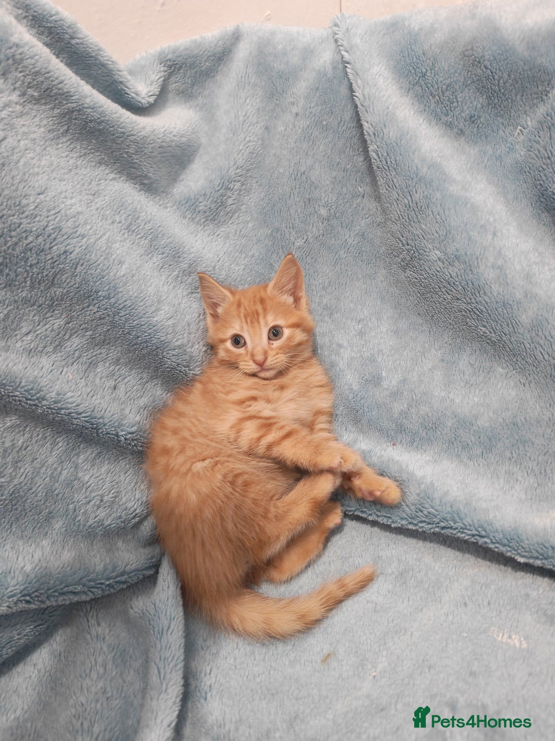 Mixed Breed cats for sale: Beautiful kittes Videos - Advert 3