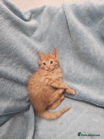 Mixed Breed cats Beautiful kittes Videos - Advert 5