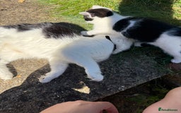 Mixed Breed cats for sale: Black and white kittens  - Image 3